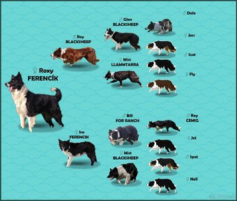 Rasowy BORDER COLLIE z prof. Hodowli, Pies z pełną dok. - 8