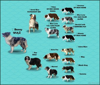 Rasowy pies bluemerle Border Collie z pełną dok. przebadani - 8