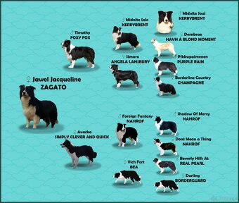 Pies SZOGUN Border Collie rasowy z hodowli z dokumentami do - 8