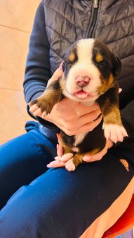 Duży szwajcarski pies pasterski – rezerwacja szczeniąt (FCI) - 8