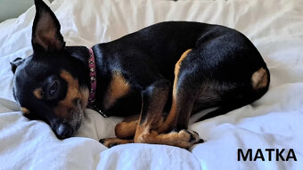 Pinczerki Pinczer Miniaturowy z Rodowodem CHIP Chłopaki Szuk - 8