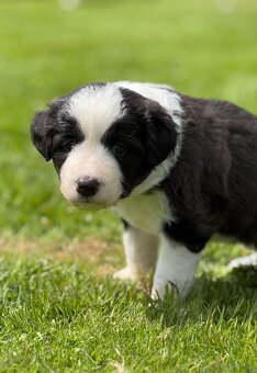 Border Collie ZKwP / FCI - 8