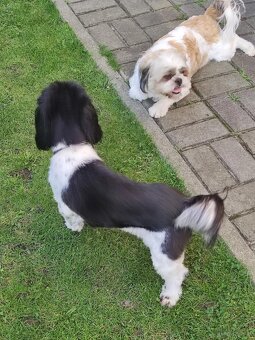 Pieski Shih Tzu - 8