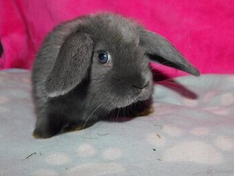 Baranki mini lop - 8