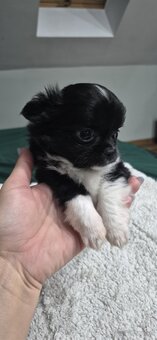 Chiuhuahua długowłosa - 8