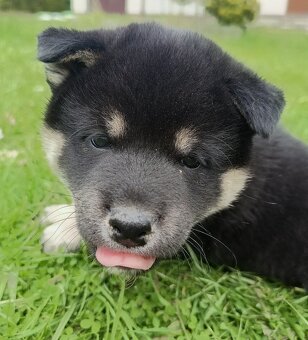 Shiba Inu + Nowy miot + Rezerwacja szczeniąt - 8