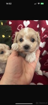 Maltipoo Sunia F1 - 8