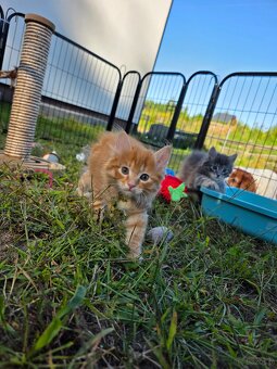 Kocięta bez ogonów Kurylski Bobtail - 8