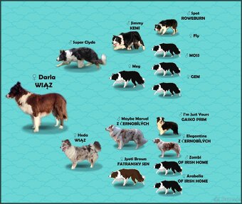 Rasowy Pies Border Collie - TEXAS z pełną dok. z hodowli do - 8