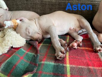 Peruwiański Pies bezwłosy - 8