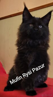 Śliczny kocurek maine coon - 8