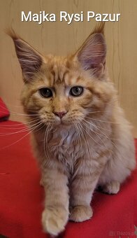 Mruczącą koteczka maine coon - 8