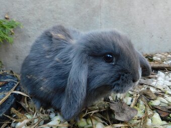 Piękne baranki mini lop niebieskie - 8