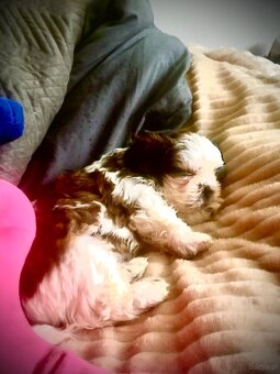 Szczeniaczki shih tzu trikolor - 8