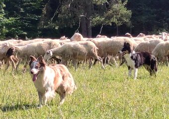 Wspaniała suczka blue-merle BORDER COLLIE - przebadani rodz, - 8