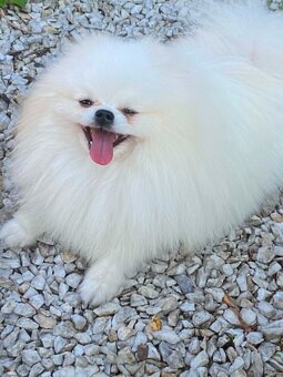 SZPIC MINIATUROWY POMERANIAN PIĘKNY MALUTKI BIAŁY REPRODUKTO - 8