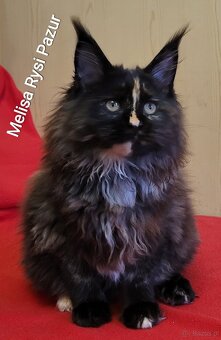 Rozkoszna szylkretka maine coon - 8