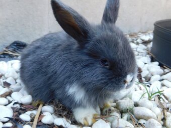 Niebieskie baranki mini lop samiczki - 8