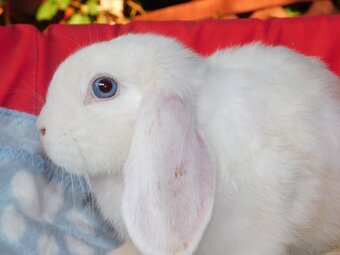 Baranki mini lop - 8