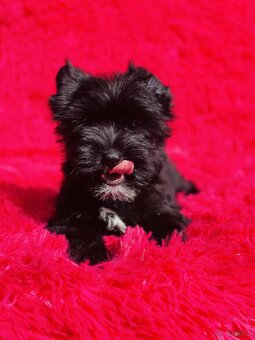 York czarny Zyzio Black Yorkshire Terrier. - 8