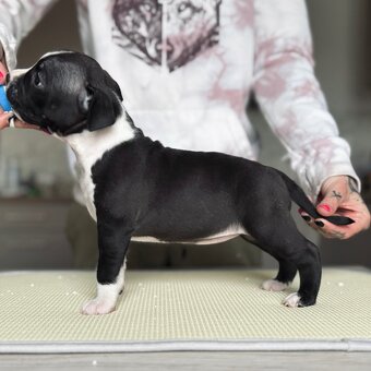 Ekskluzywne szczenięta Ruffian Amstaff - 8