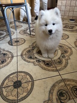 Śliczne pieski Samoyed - 8