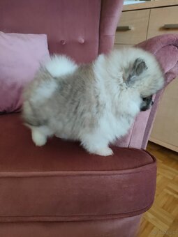 Szpic miniaturowy - pomeranian suczka mini - 8