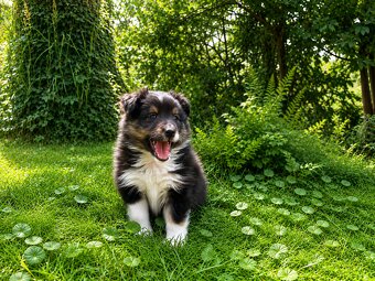 Sheltie, shetland sheepdog, owczarek szetlandzki, piesek - 8