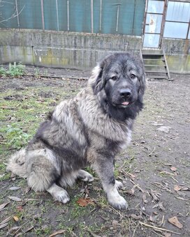 Szczenięta Owczarka Kaukaskiego - 8