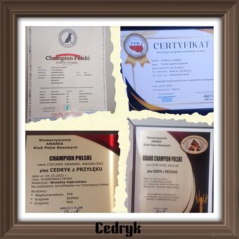 Zapowiedź miotu Cocker spaniel angielski - 8