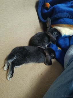 Króliczki mini lop miniaturka baranek - 8
