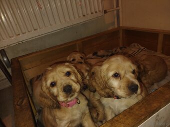 Sprzedam szczeniaki - 8