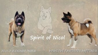 Amerykańska akita z PP - 8