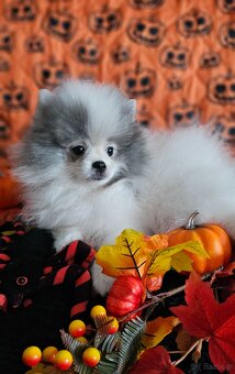 Szpic Miniaturowy/Pomeranian dla Konsenera Blue&white - 8