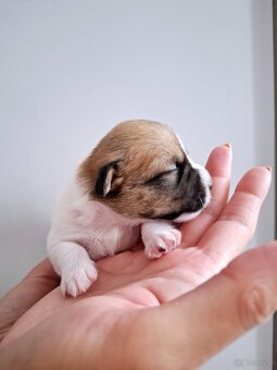 Ceylon Jack Russell Terrier FCI - 8