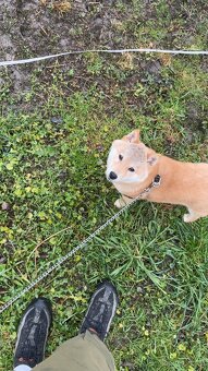 Piesek Shiba Inu - 8