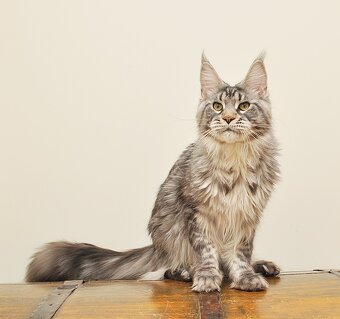 Śliczny kocurek Maine Coon PZF/WCF - LEGALNA HODOWLA - 8