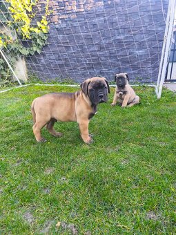 Bulmastif/ Bullmastiff s PP - 8