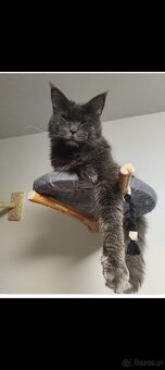 Maine coon - 8
