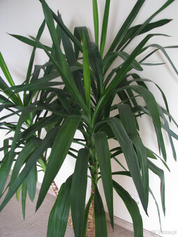 Juka – piękny, zdrowy, duży kwiat doniczkowy,  3-pienny, 1,6 - 8