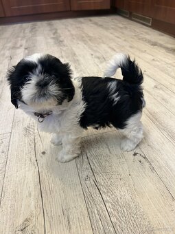 Shihtzu - 8