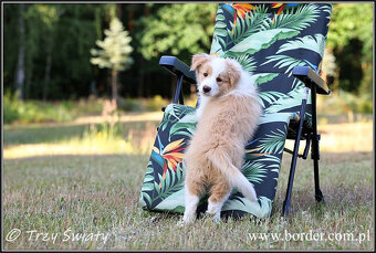 szczeniaki Border Collie psy suczki rodowód ZKwP FCI - 8