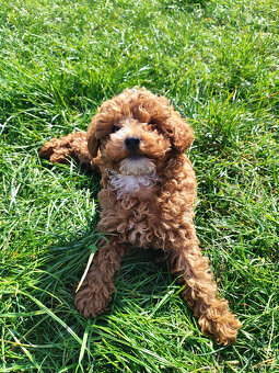 Sprzedam szczeniaki rasy pudel toy - 8