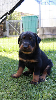 Beauceron Szczenięta z rodowodem - 8