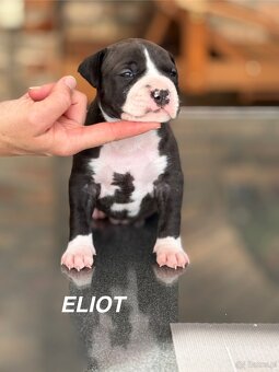 Amstaff - 8