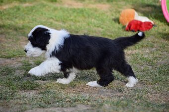 Bearded Collie - 8