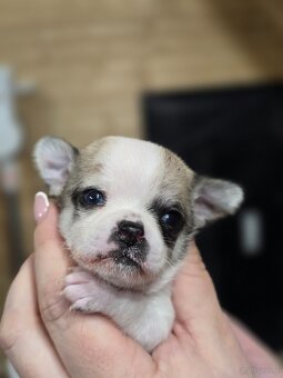 Chihuahua-wyjątkowe pieski, rodowód. - 8