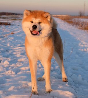 Akita Inu Akita japońska ZKWP FCI po Championie - 8