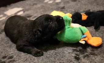 Szczenięta owczarka niemieckiego z rodowodem - 8