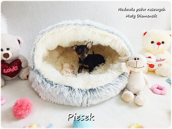 Pinczer miniaturowy- Ratlerek, tzw.sarenka, MINI Piesek nr1 - 8